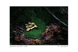 Bernhard Saalfeld - 19 - Waldpilze_800